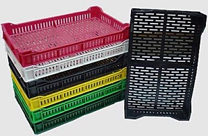 holandez 6 holandez-6